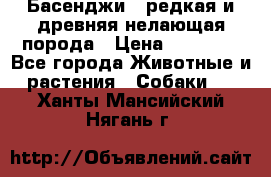 Басенджи - редкая и древняя нелающая порода › Цена ­ 50 000 - Все города Животные и растения » Собаки   . Ханты-Мансийский,Нягань г.